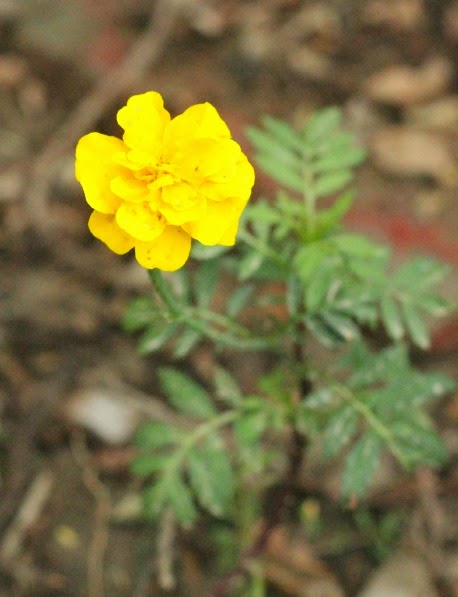 Marigold-from-my-garden-ticklethosetastebuds