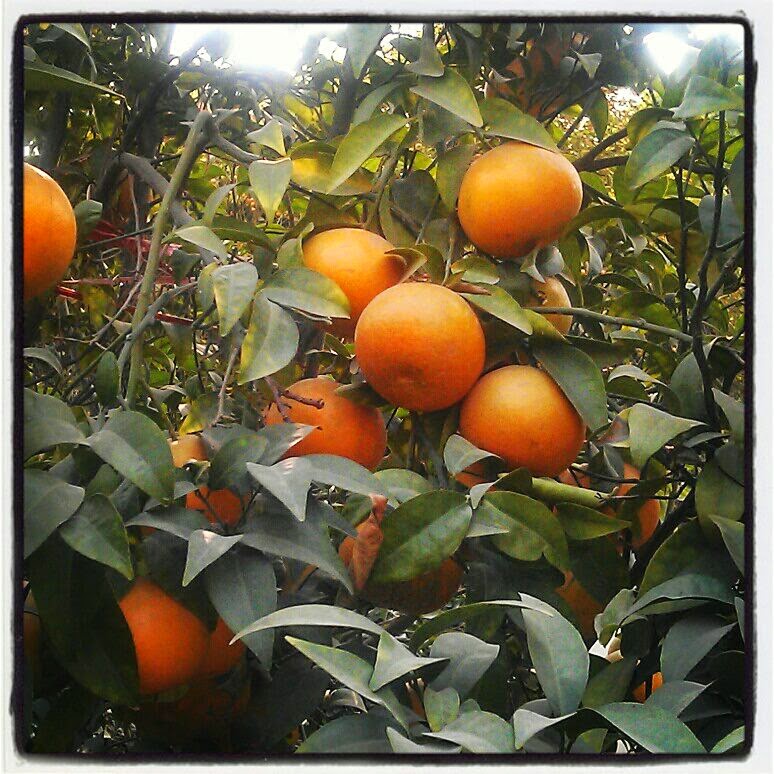 Oranges-From-My-Garden-Ticklethsoetastebuds